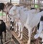 Gambar Kambing Umur 2 Tahun